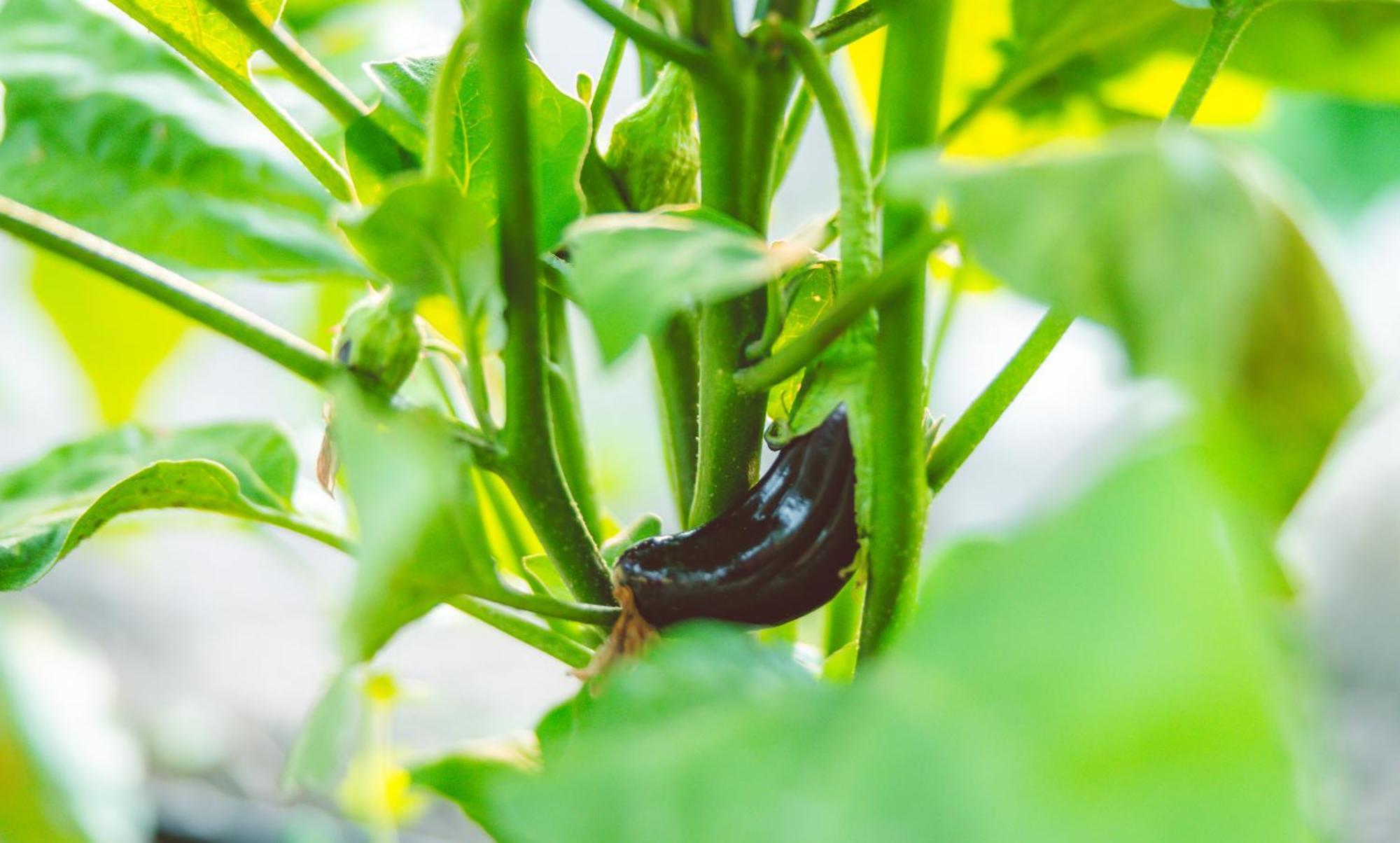 Agach Aparts-Savran Milas Exterior photo